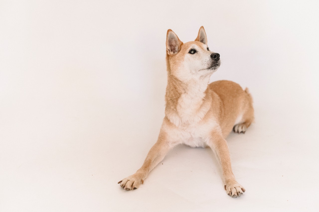 Shiba Inu