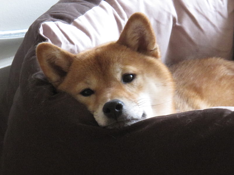 Can Shiba Inu Rebound As It Wraps Up May With A 16% Decline?