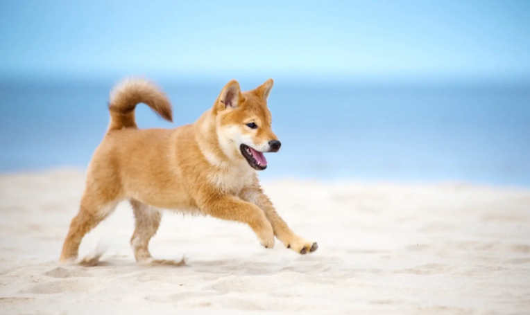 Shiba Inu